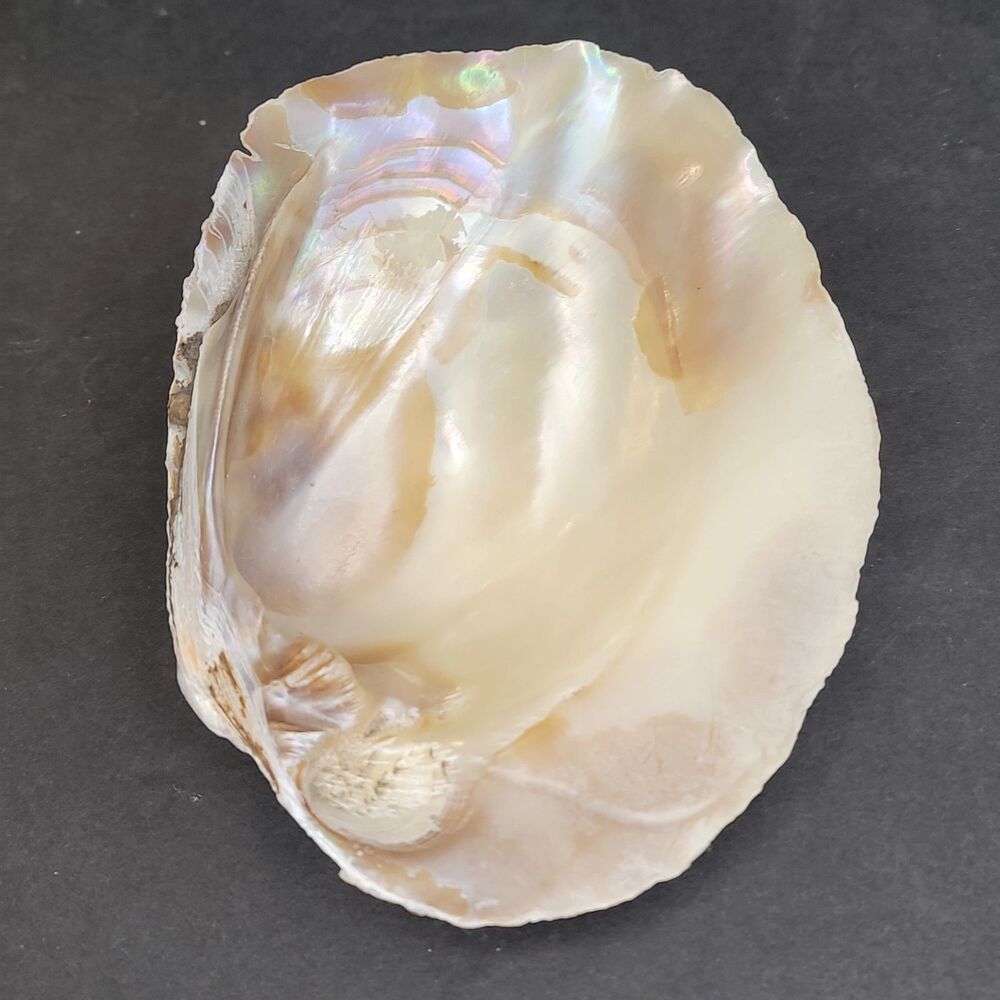 Large Iridescent Mother of Pearl Oyster Shell Half Coastal Decor Dish 6.25"
